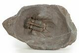 Amazing, Rare Odontopleurid Trilobite - Jorf, Morocco #315723-5